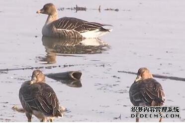 【生态文明@湿地】最佳观鸟期来临，万鸟齐飞尽显湿地壮美！