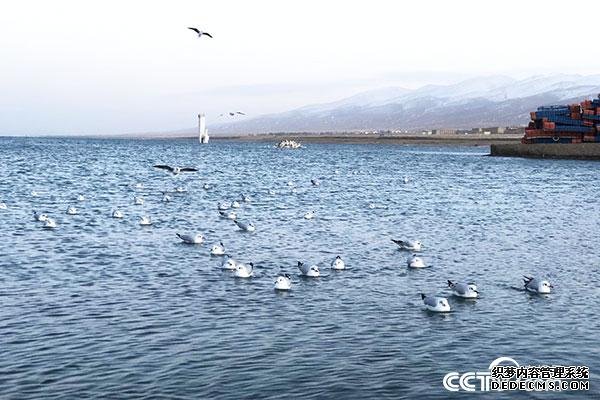 【生态文明@湿地】一分钟“打卡”大美青海湖